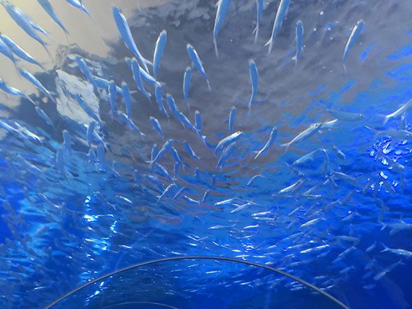 水族馆设计建设工程